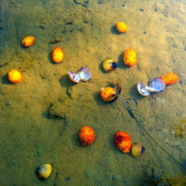CARP BAIT CHUFA XXL en DIP TODOS LOS SABORES - Imagen 4