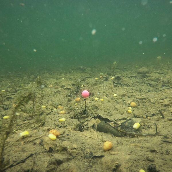 ESP ARTIFICIAL BOILIES BUOYANT BOILIES FLOTANTES BLANCO Y ROSA - Imagen 2